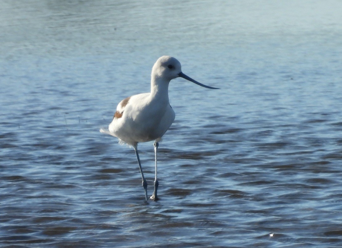 American Avocet - Regina McNulty