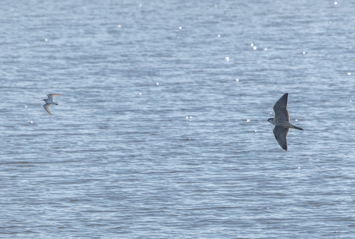 Peregrine Falcon - ML642971811