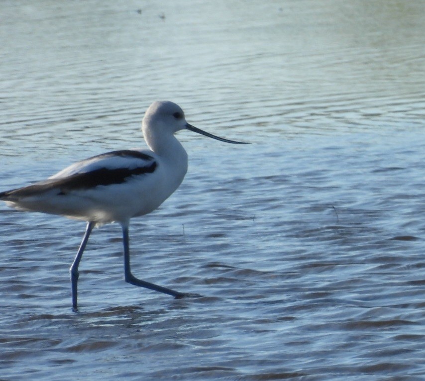 American Avocet - ML642971814