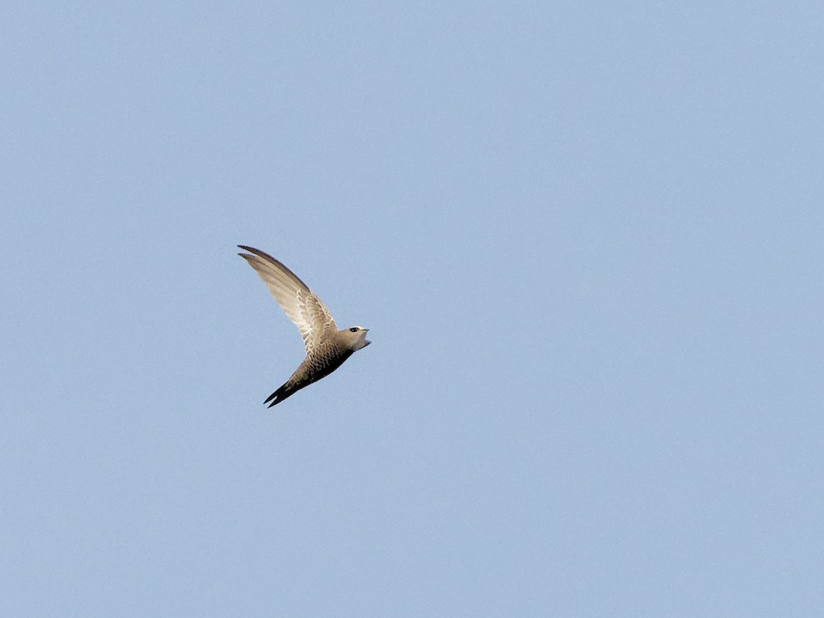 Pallid Swift - ML642971815