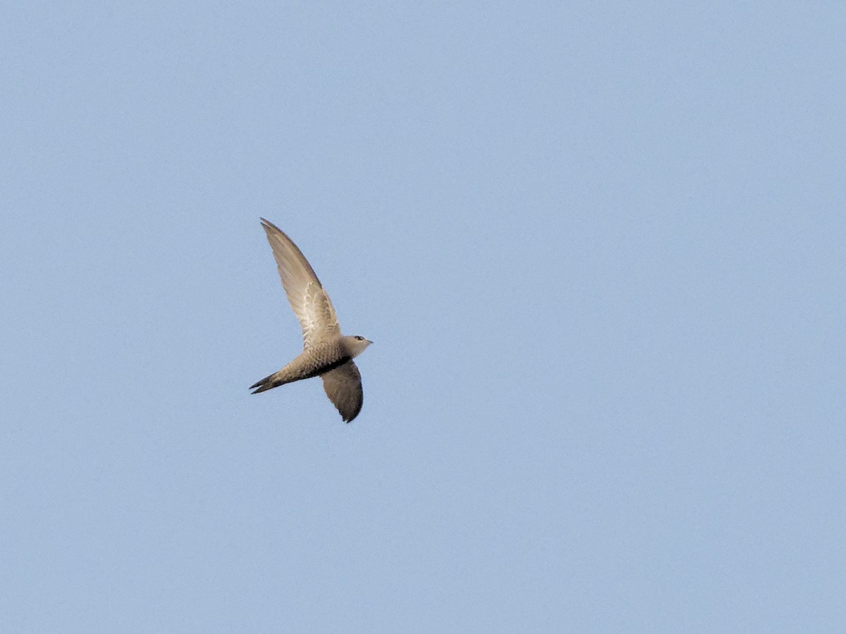 Pallid Swift - ML642971816