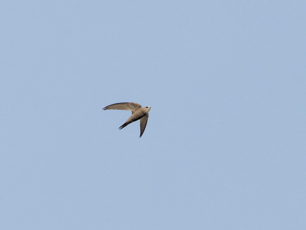 Pallid Swift - ML642971817