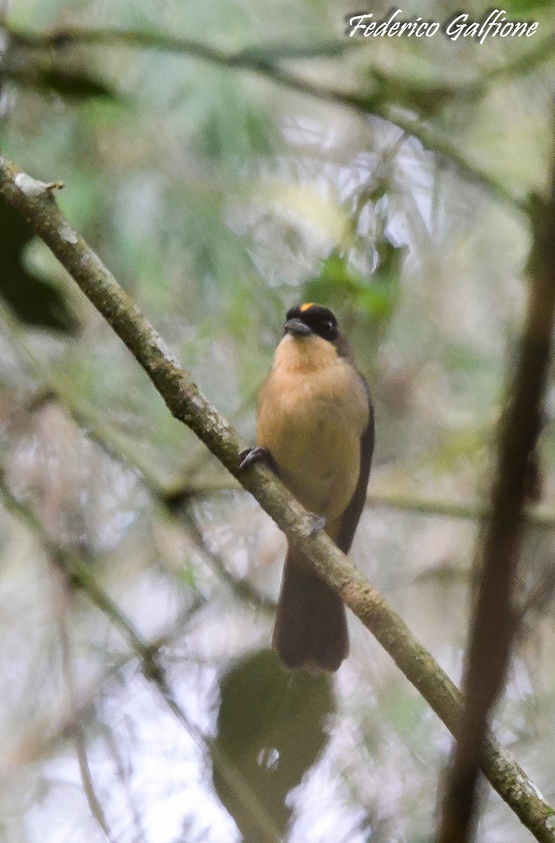 Black-goggled Tanager - ML642971819