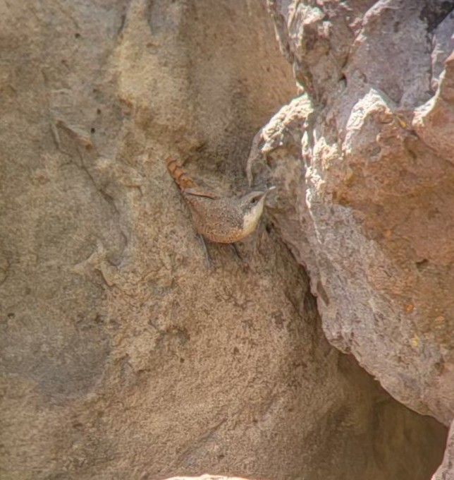 Canyon Wren - ML642971820
