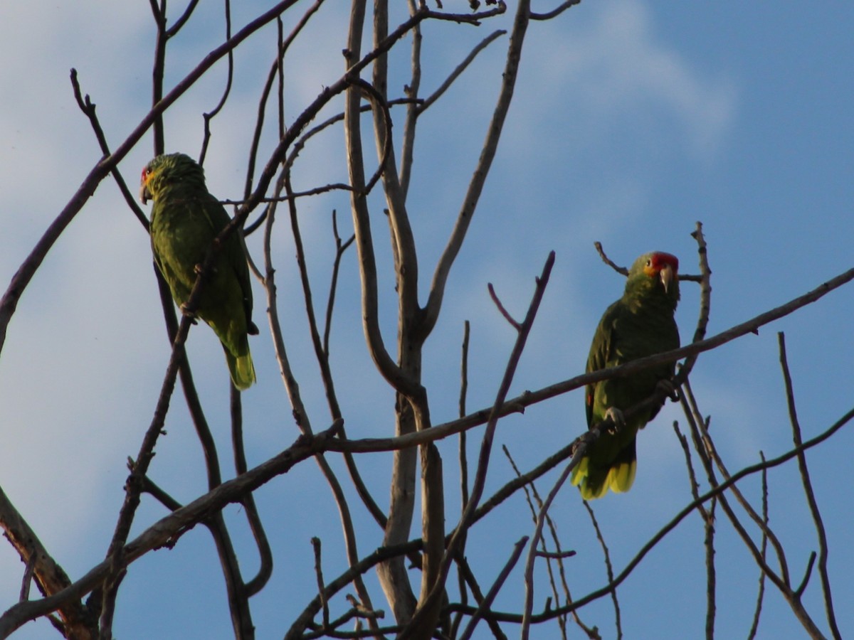 Red-lored Amazon - ML642971833