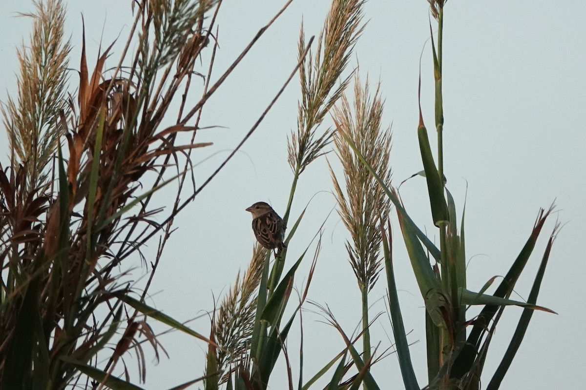Spanish Sparrow - ML642971838