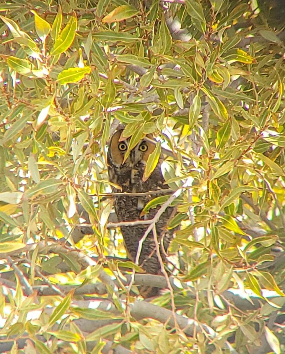 Long-eared Owl - ML642971852