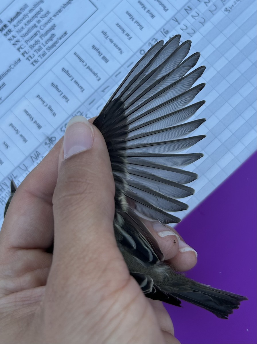 Least Flycatcher - ML642971853