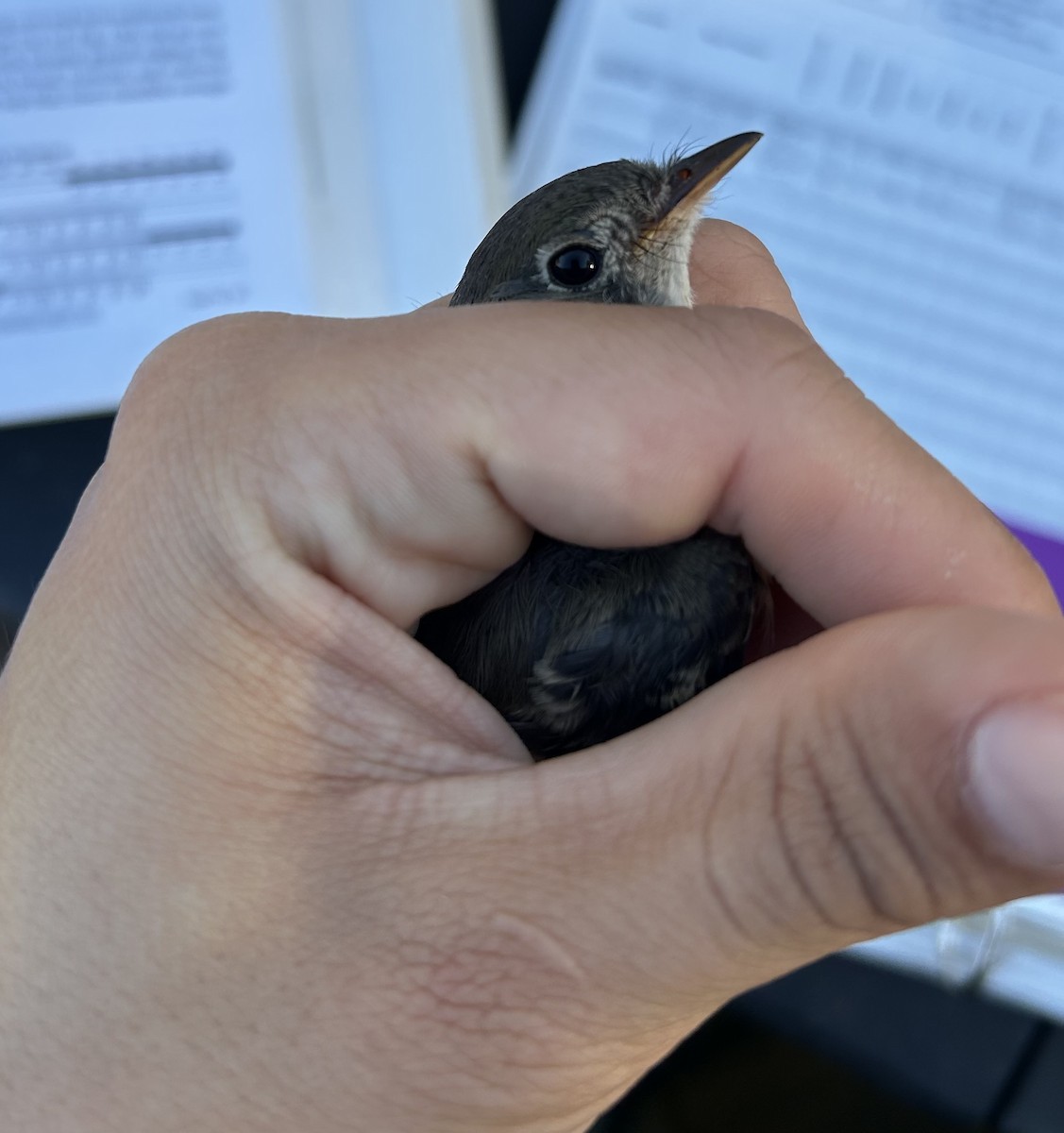 Least Flycatcher - ML642971854