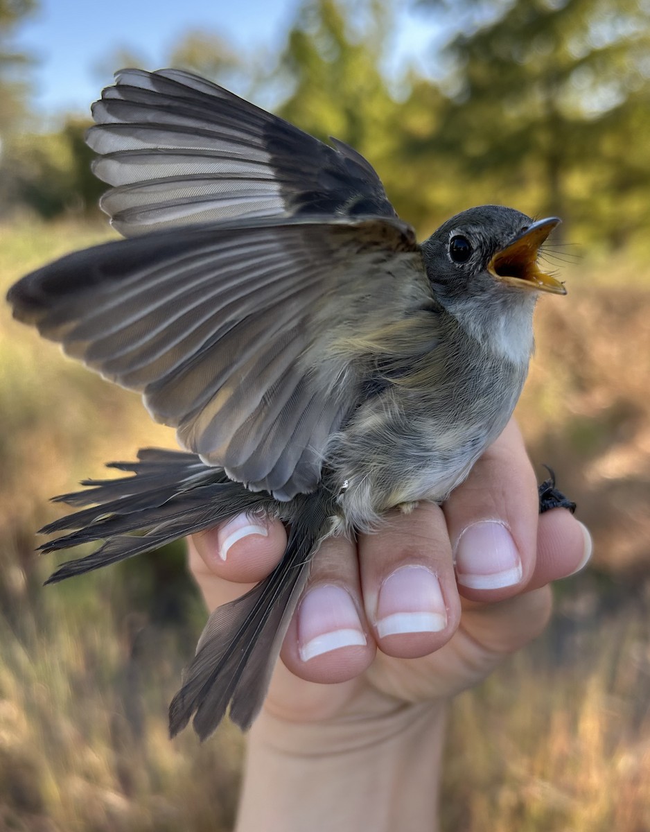 Least Flycatcher - ML642971855