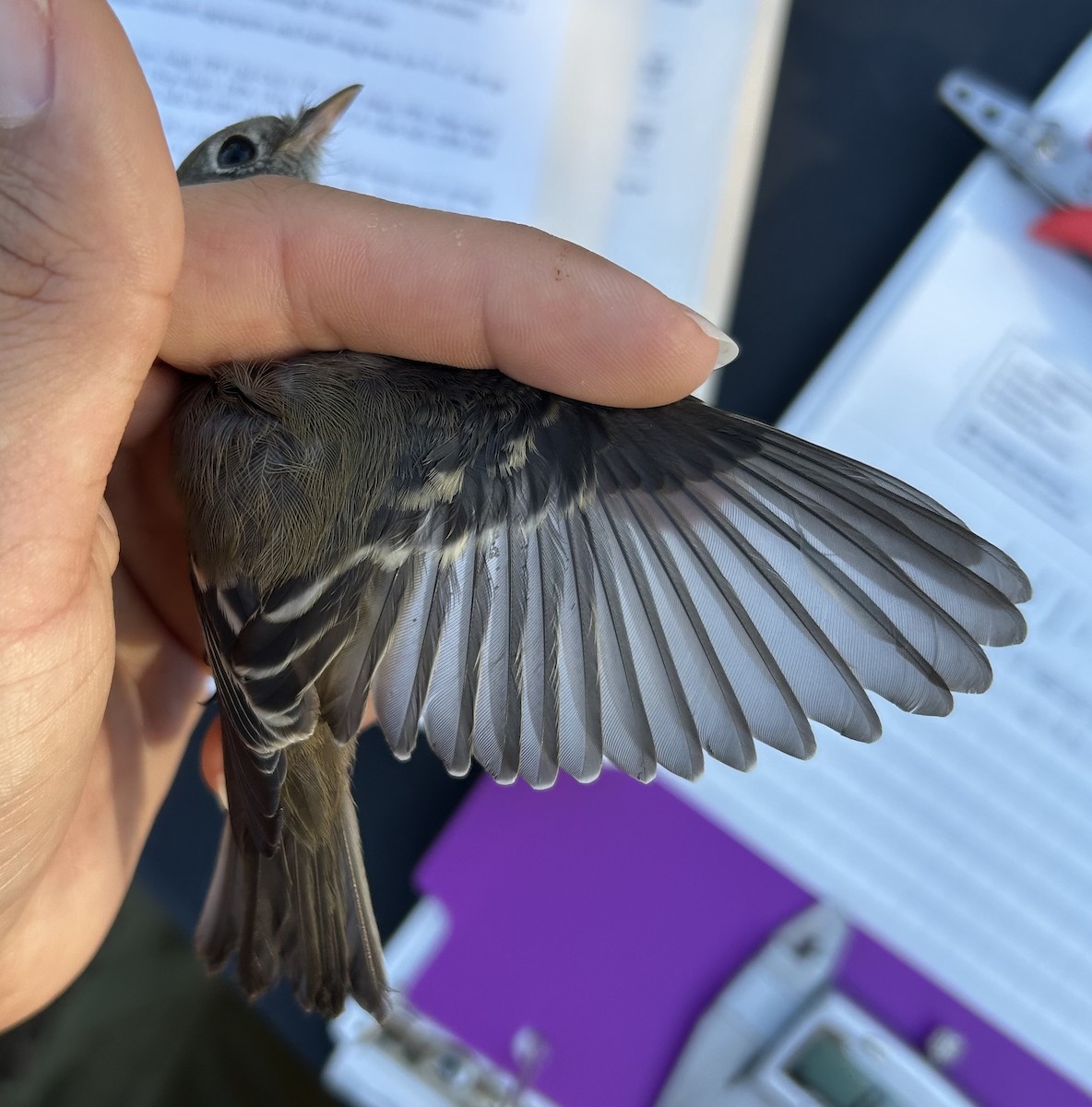 Least Flycatcher - ML642971856