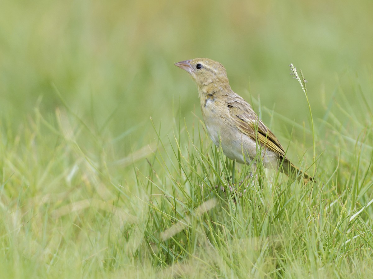Rüppell's Weaver - ML642971857