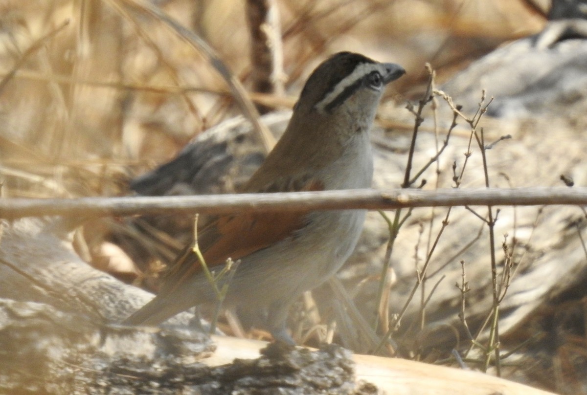 Brown-crowned Tchagra - ML642971858