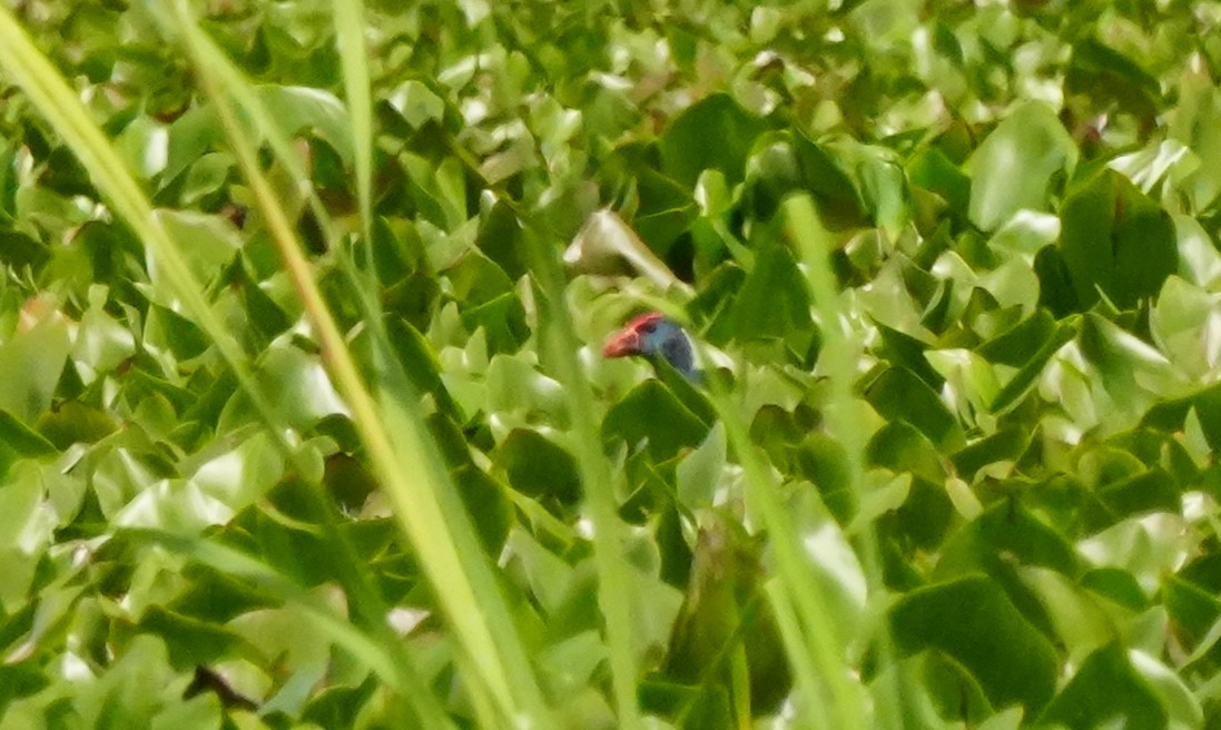 Black-backed Swamphen - ML642971859