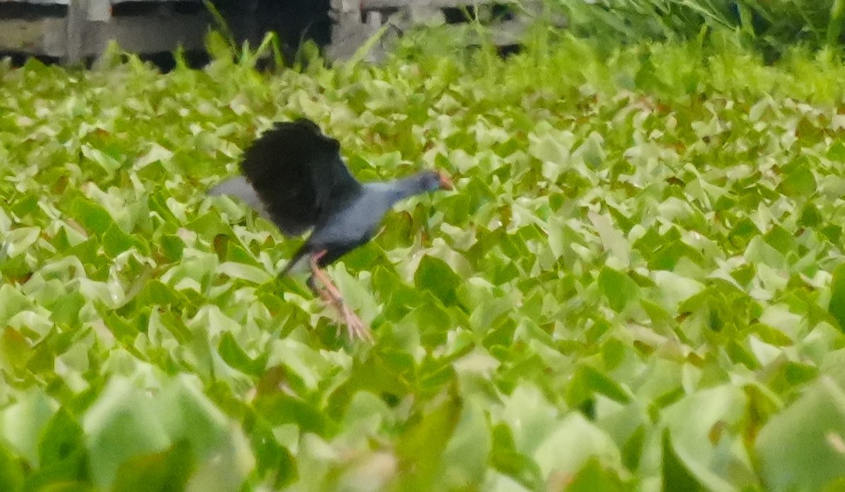 Black-backed Swamphen - ML642971860