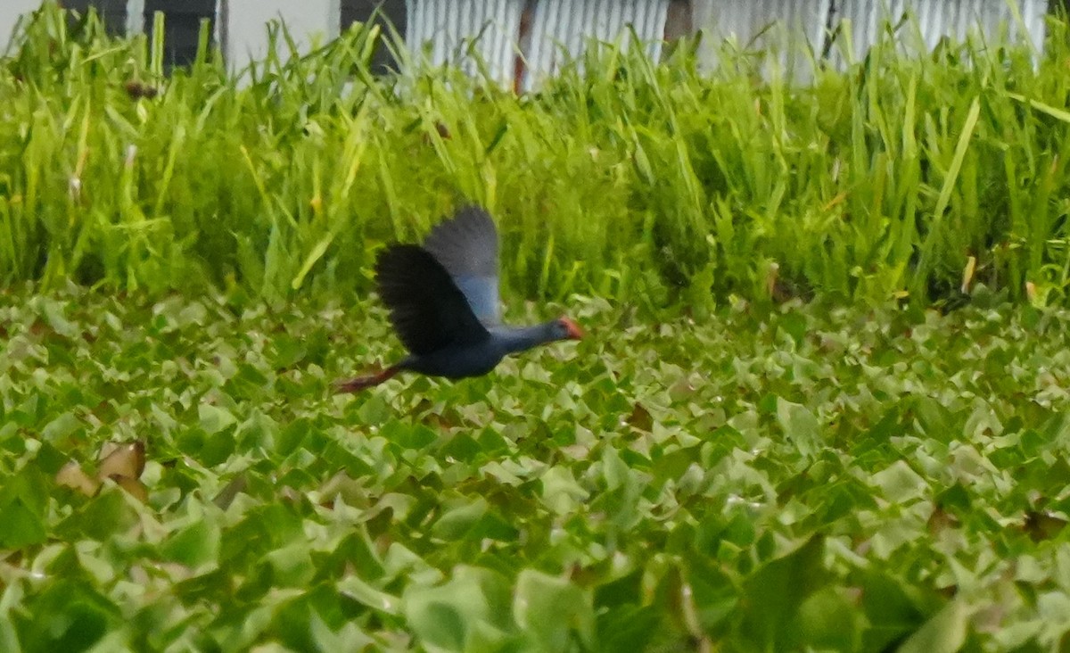 Black-backed Swamphen - ML642971861