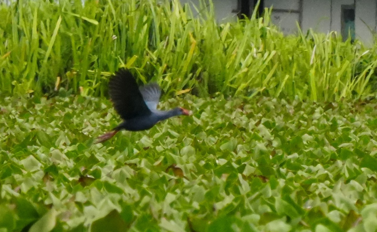 Black-backed Swamphen - ML642971862