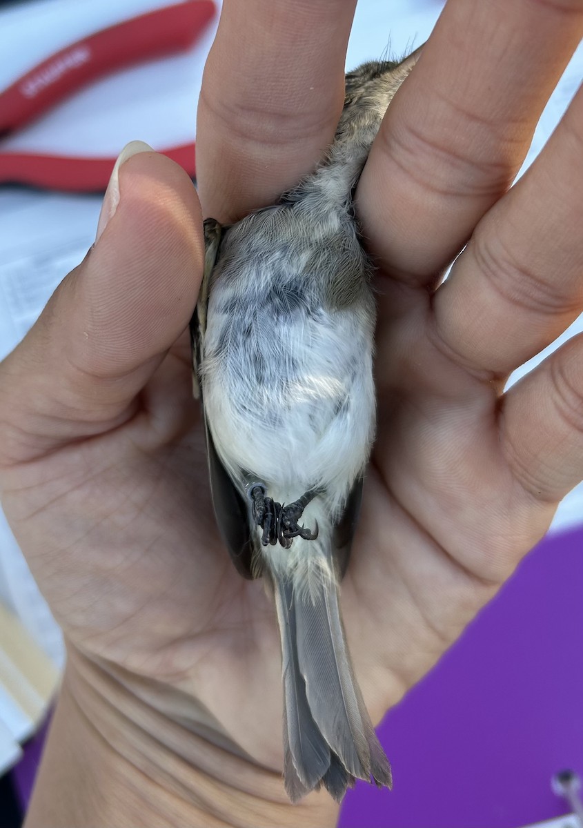 Least Flycatcher - ML642971868