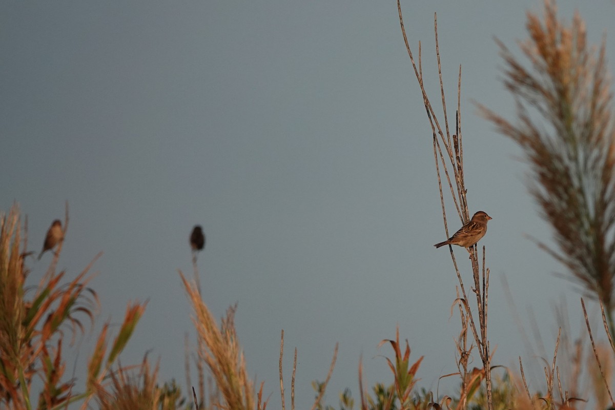 Spanish Sparrow - ML642971892