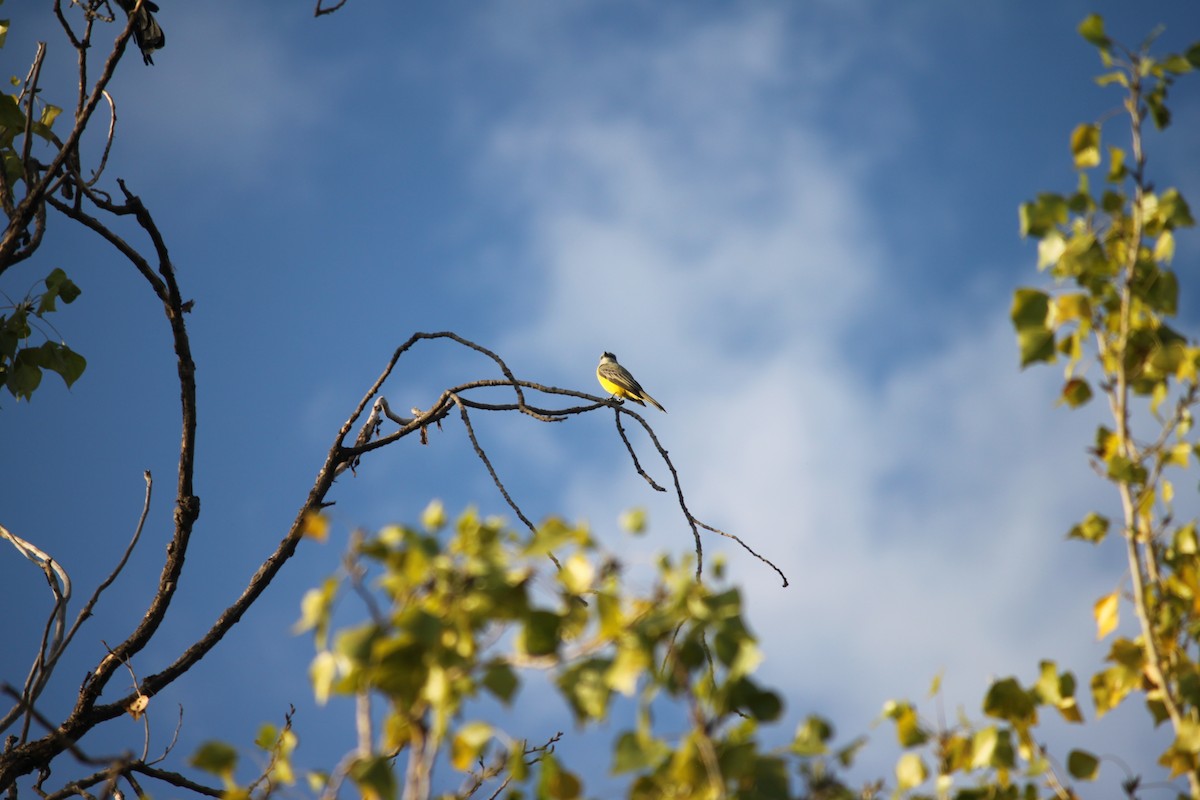Cassin's Kingbird - ML642971893