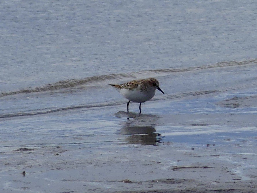 dvergsnipe - ML642971894