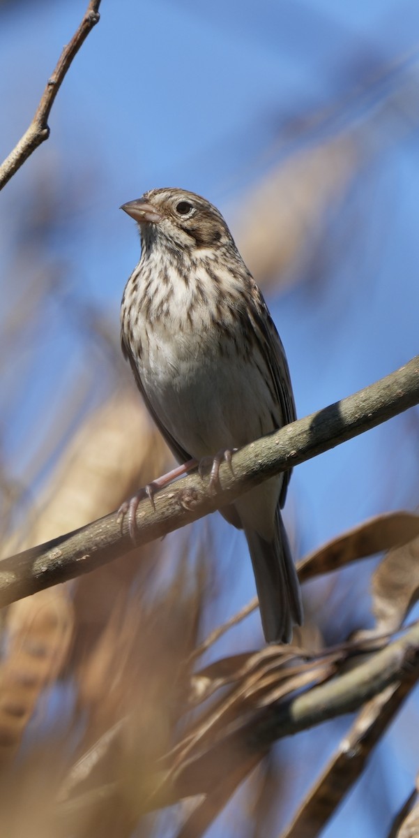 Vesper Sparrow - ML642971912
