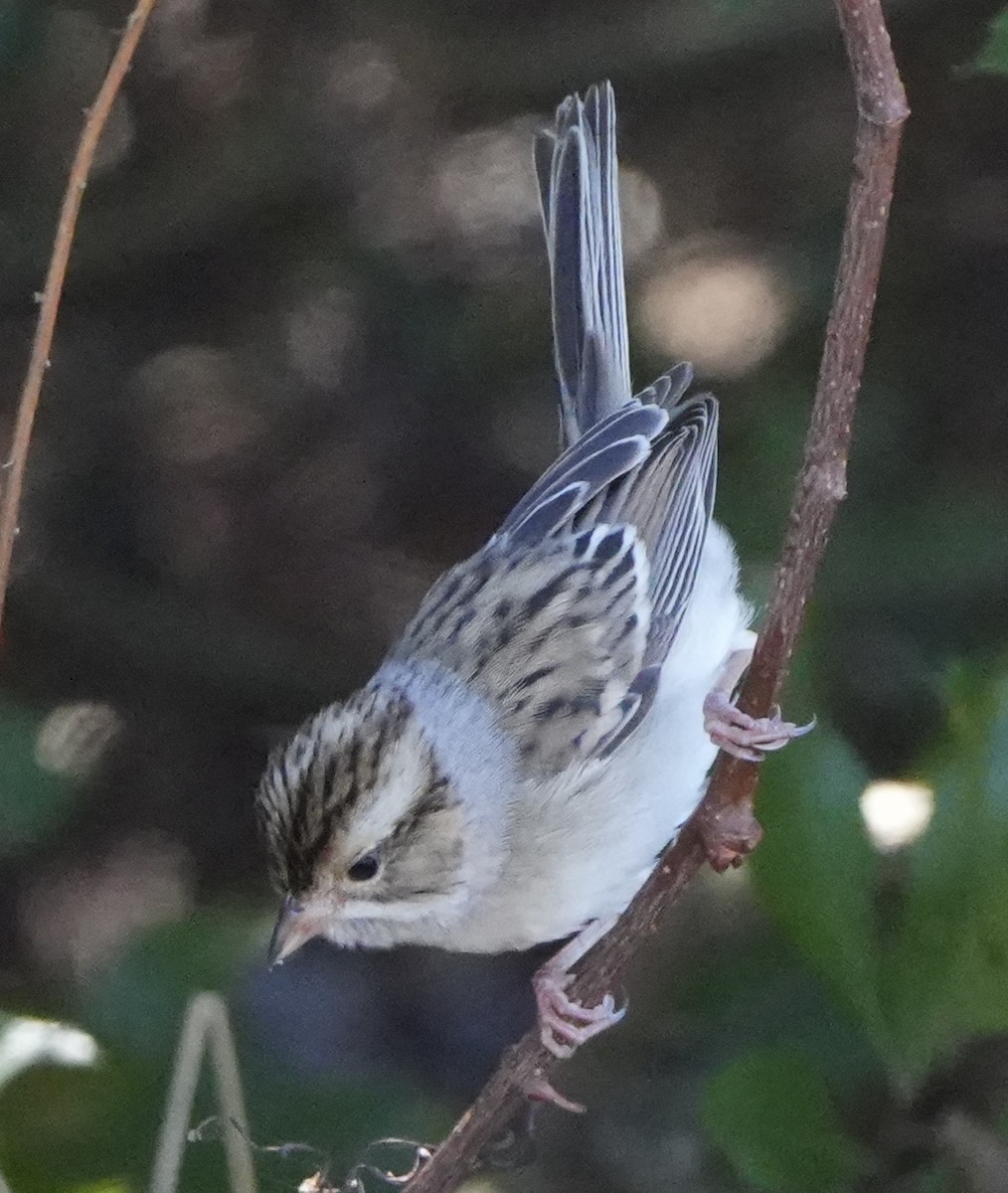 Clay-colored Sparrow - ML642971931