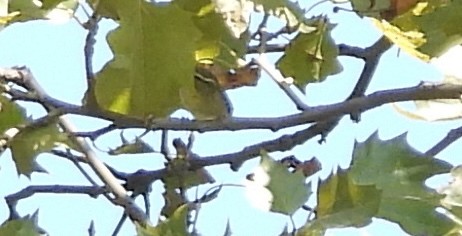 Arctic Warbler - ML642971936