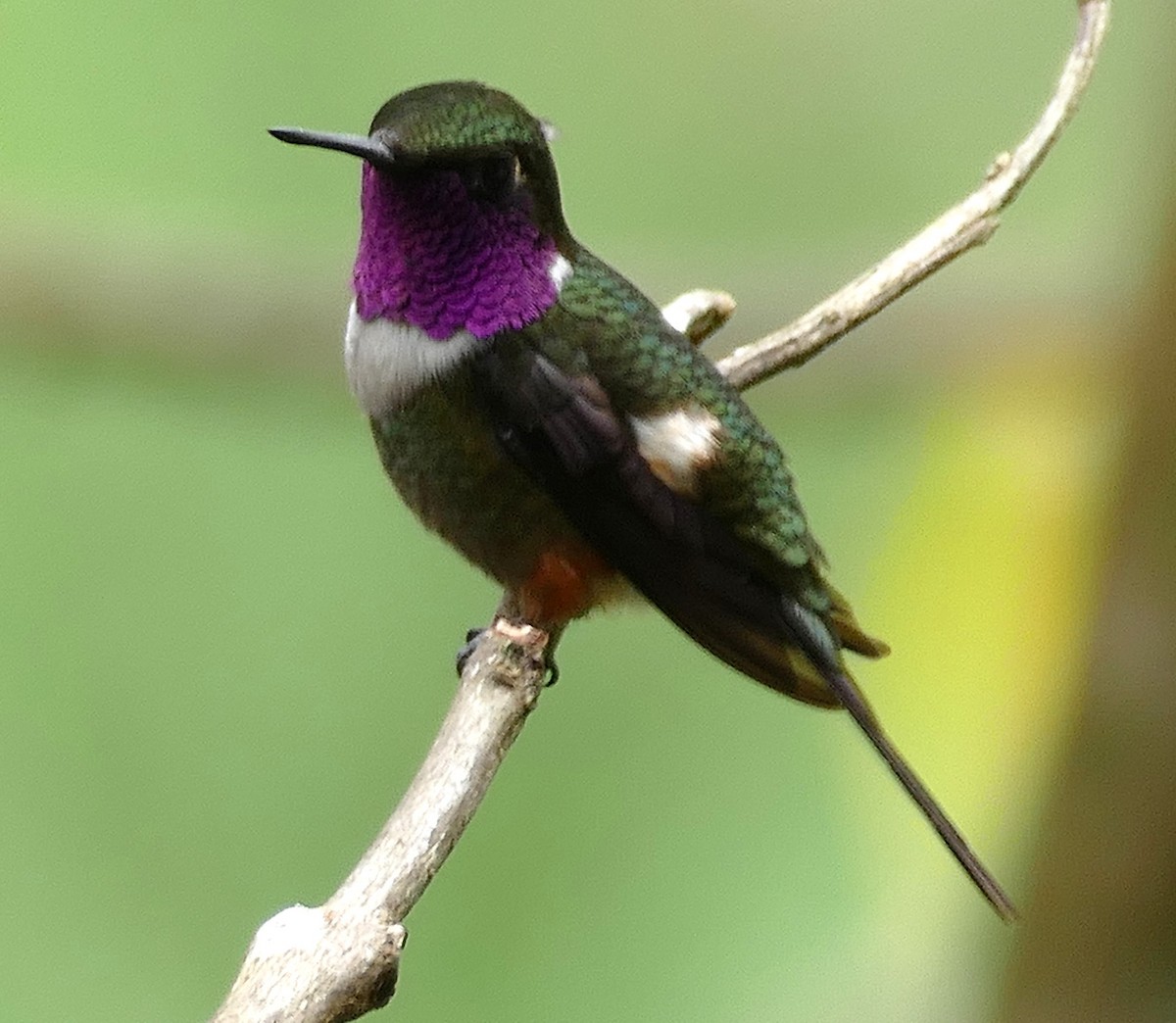 Purple-throated Woodstar - ML642971943