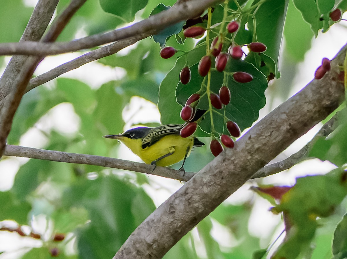 Common Tody-Flycatcher - Frederik Gustavsson