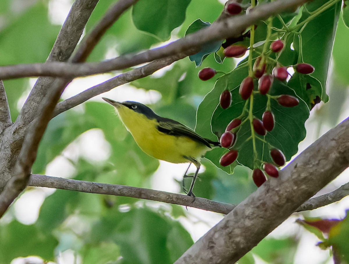 Common Tody-Flycatcher - Frederik Gustavsson