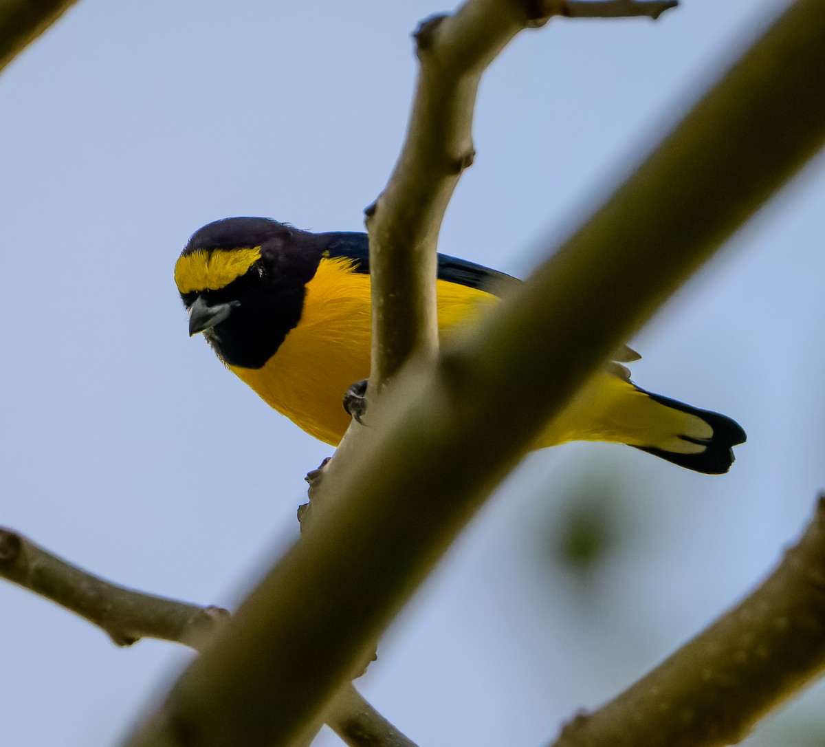 Scrub Euphonia - ML642972043