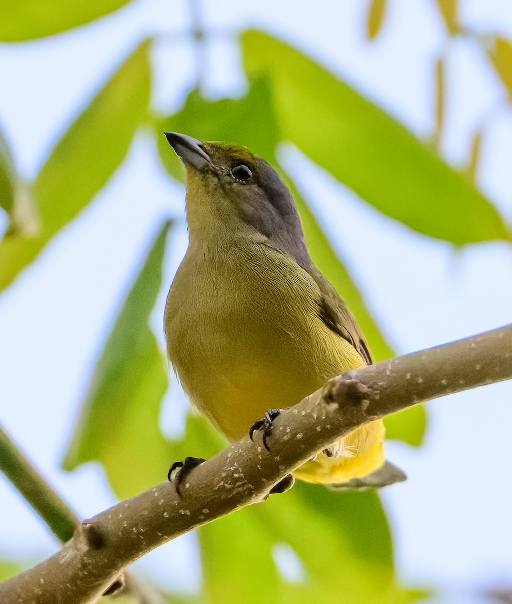 Scrub Euphonia - ML642972044