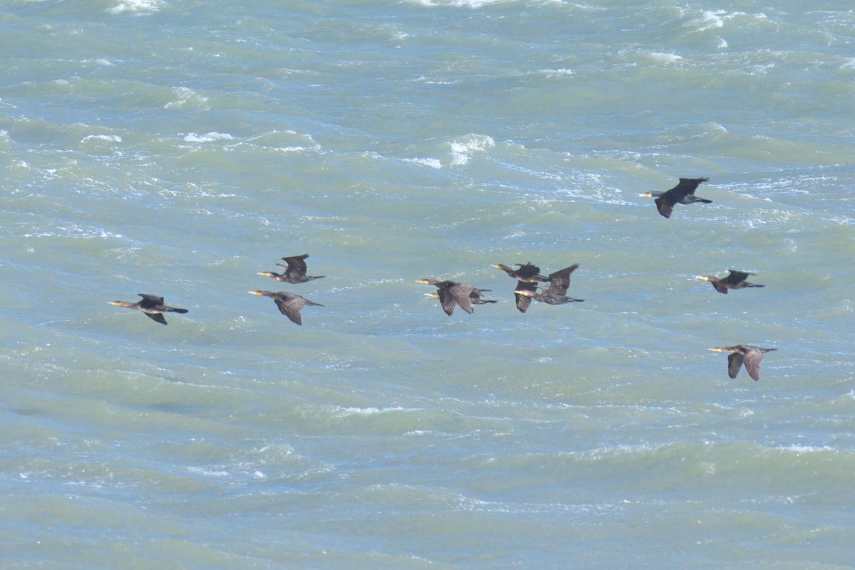 Great Cormorant - ML642972047