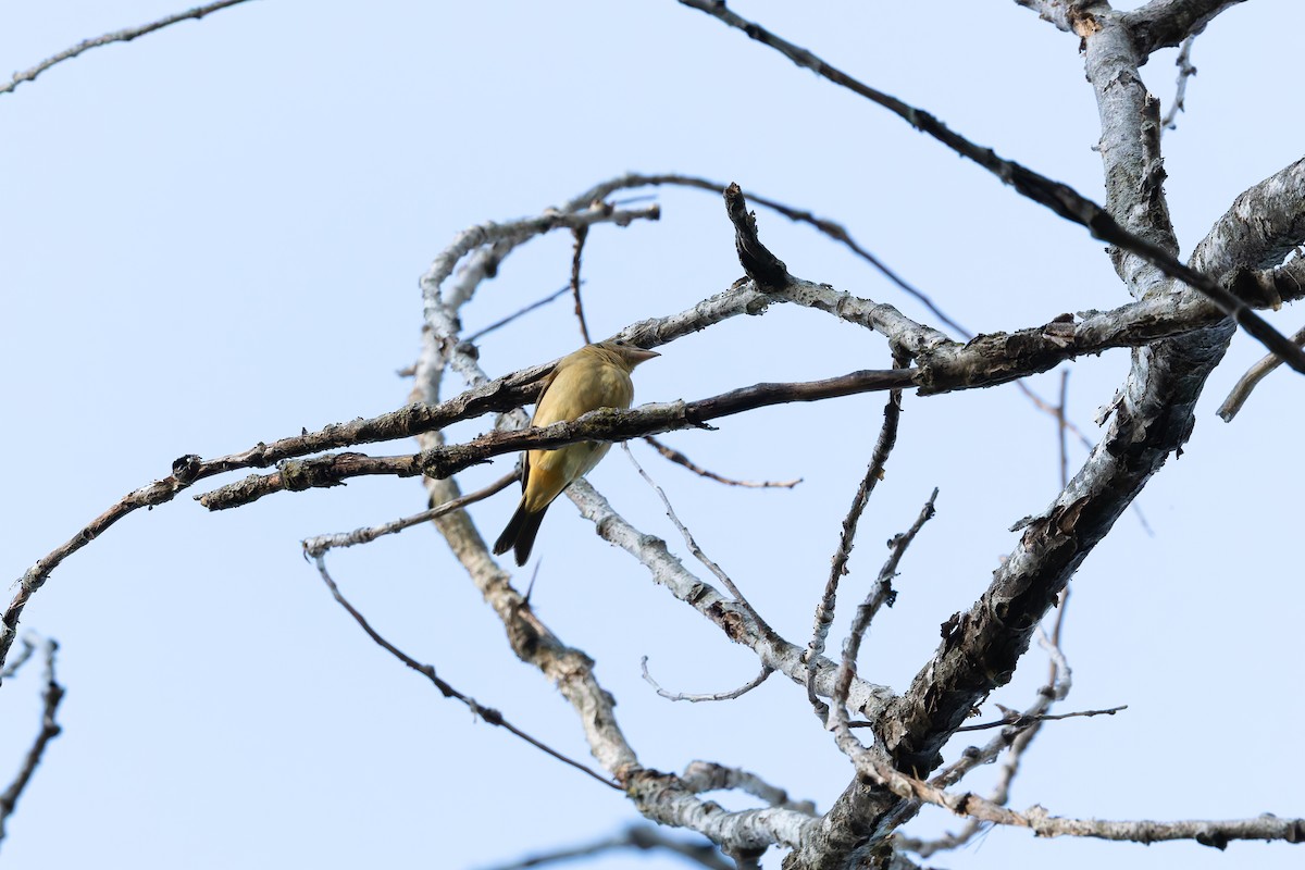 Piranga écarlate - ML642972049