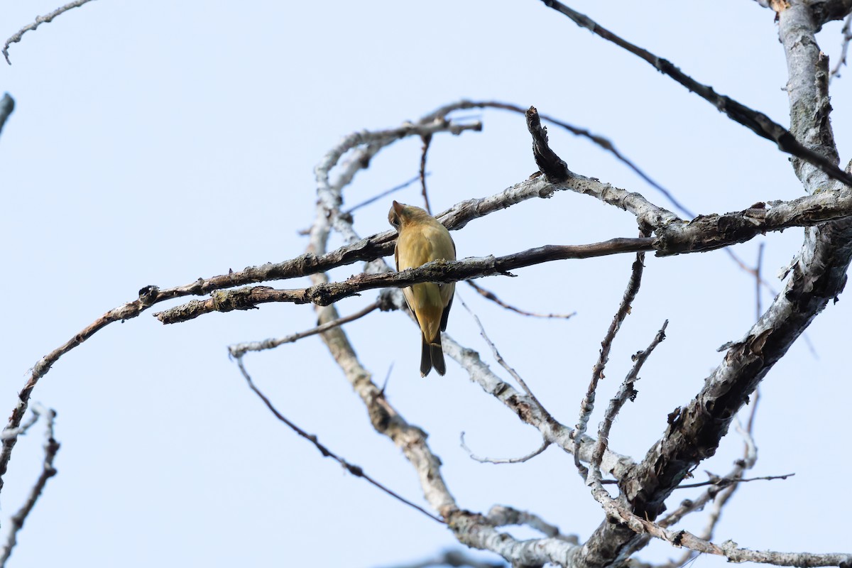 Piranga écarlate - ML642972058