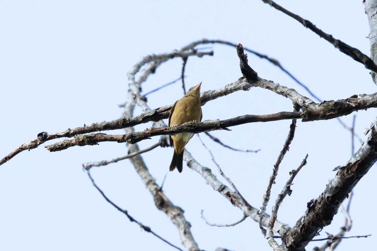 Piranga écarlate - ML642972069