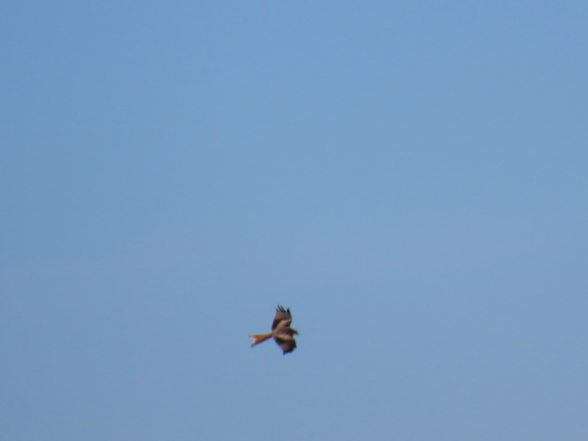 Red Kite - ML642972071
