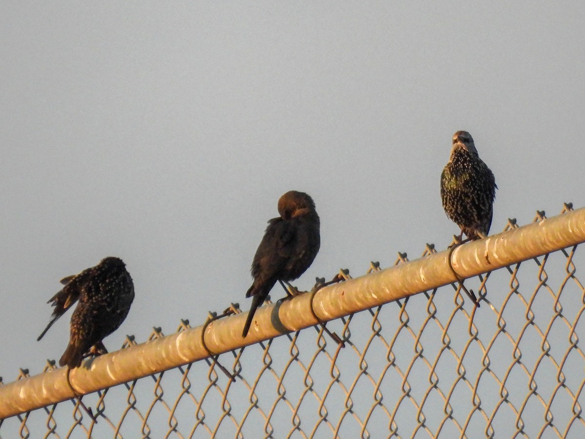 European Starling - ML642972083