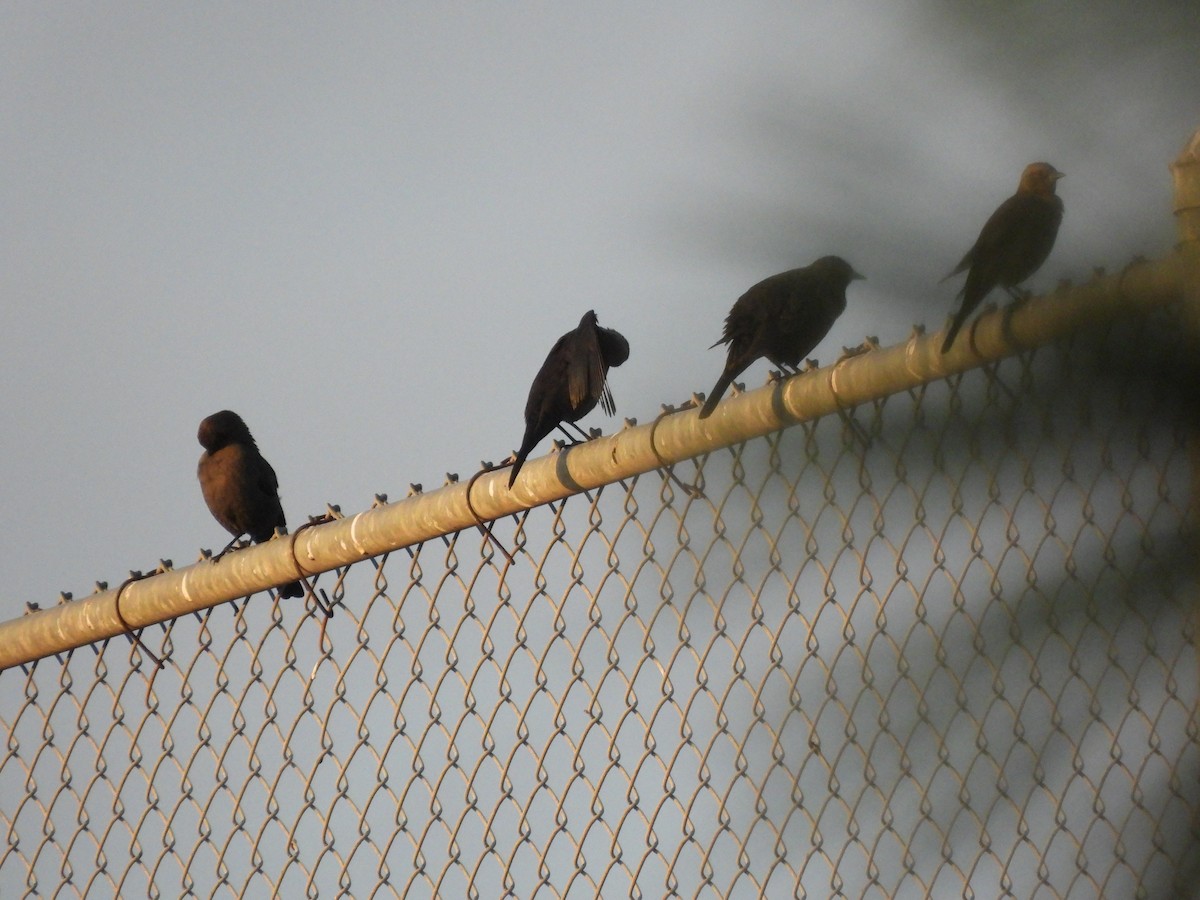 European Starling - ML642972084