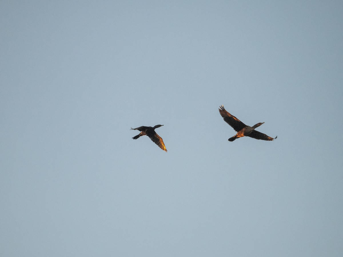 ナンベイヒメウ - ML642972098