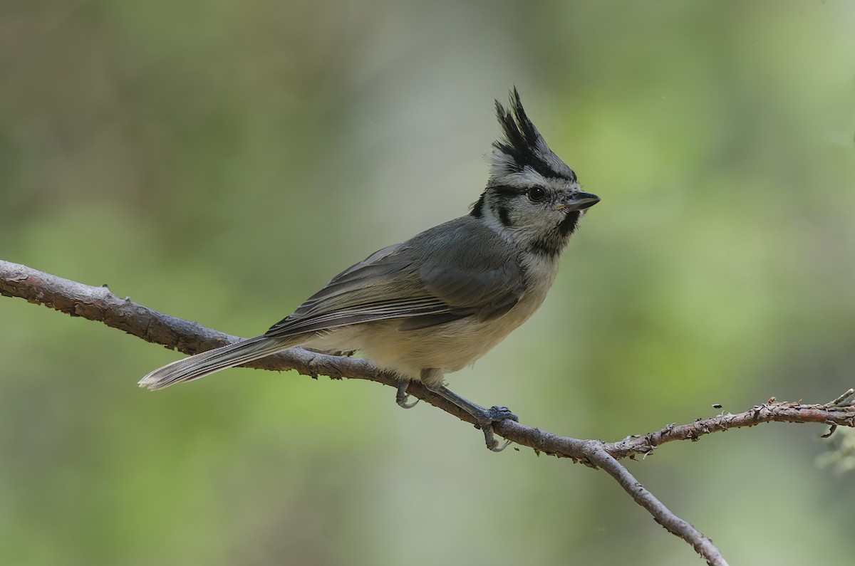 Bridled Titmouse - ML642972100
