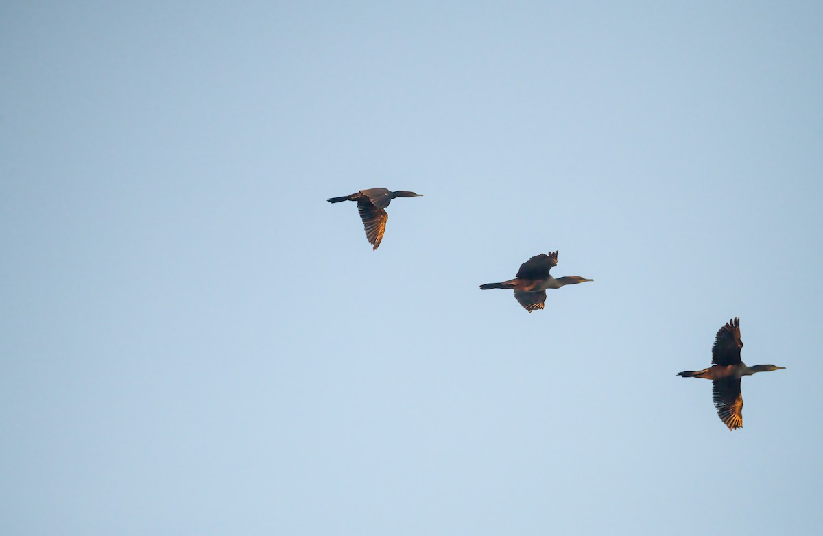 ナンベイヒメウ - ML642972115