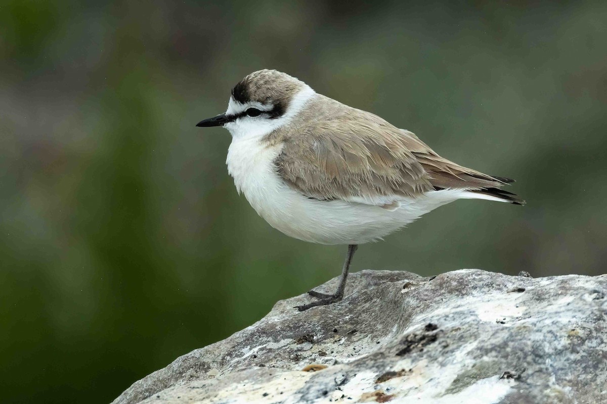 White-fronted Plover - ML642972116