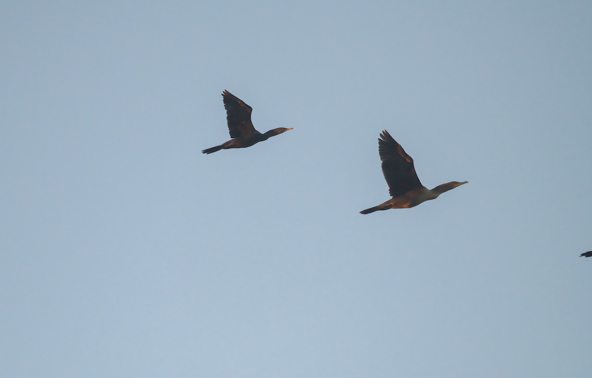 ナンベイヒメウ - ML642972139