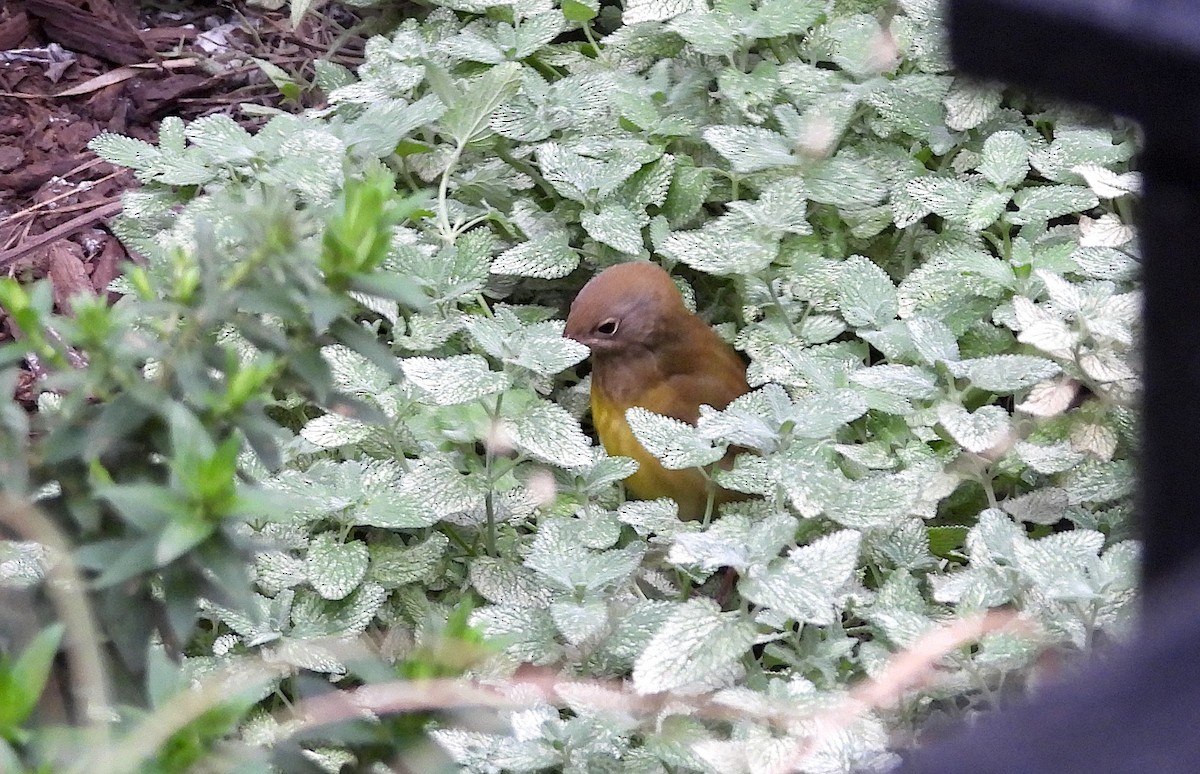 Connecticut Warbler - ML642972141