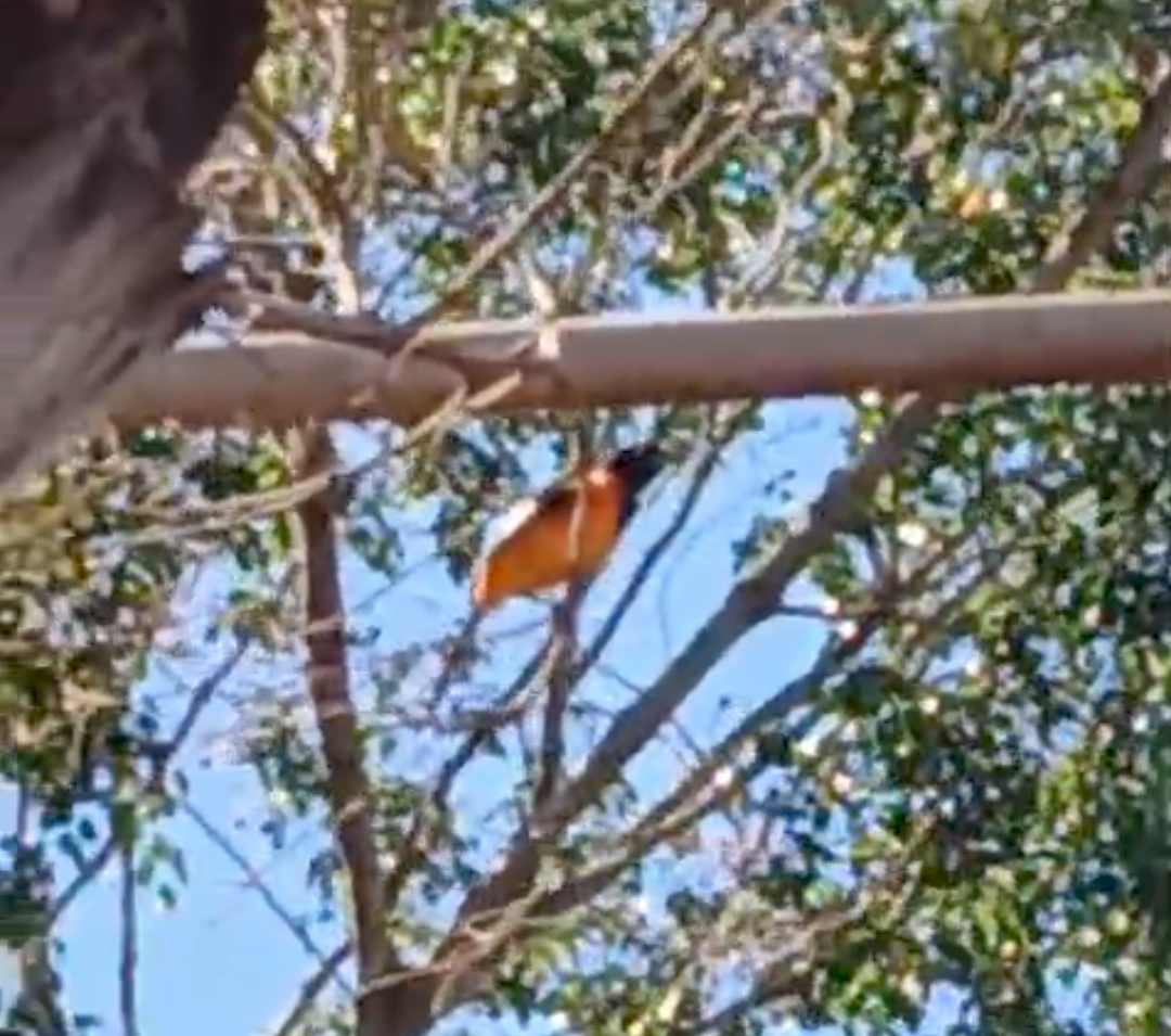 Campo Troupial - ML642972147