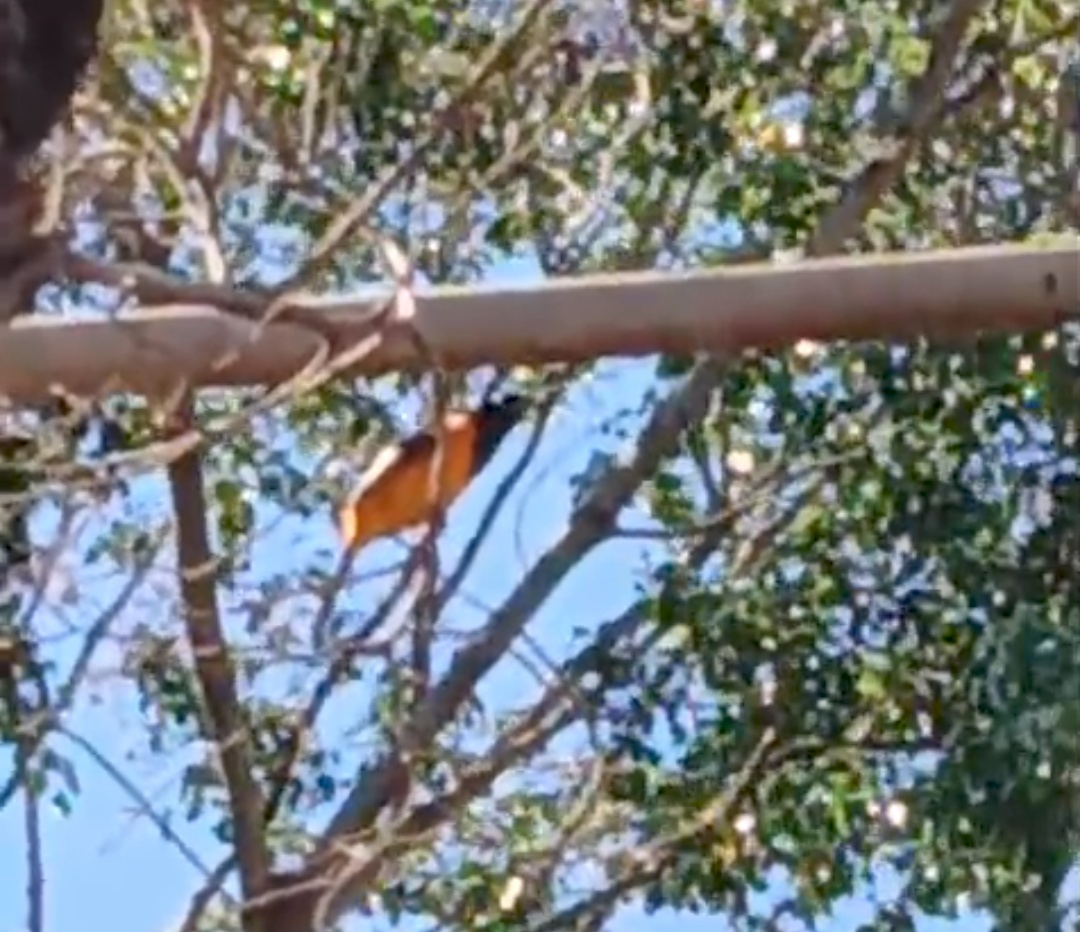 Campo Troupial - ML642972148