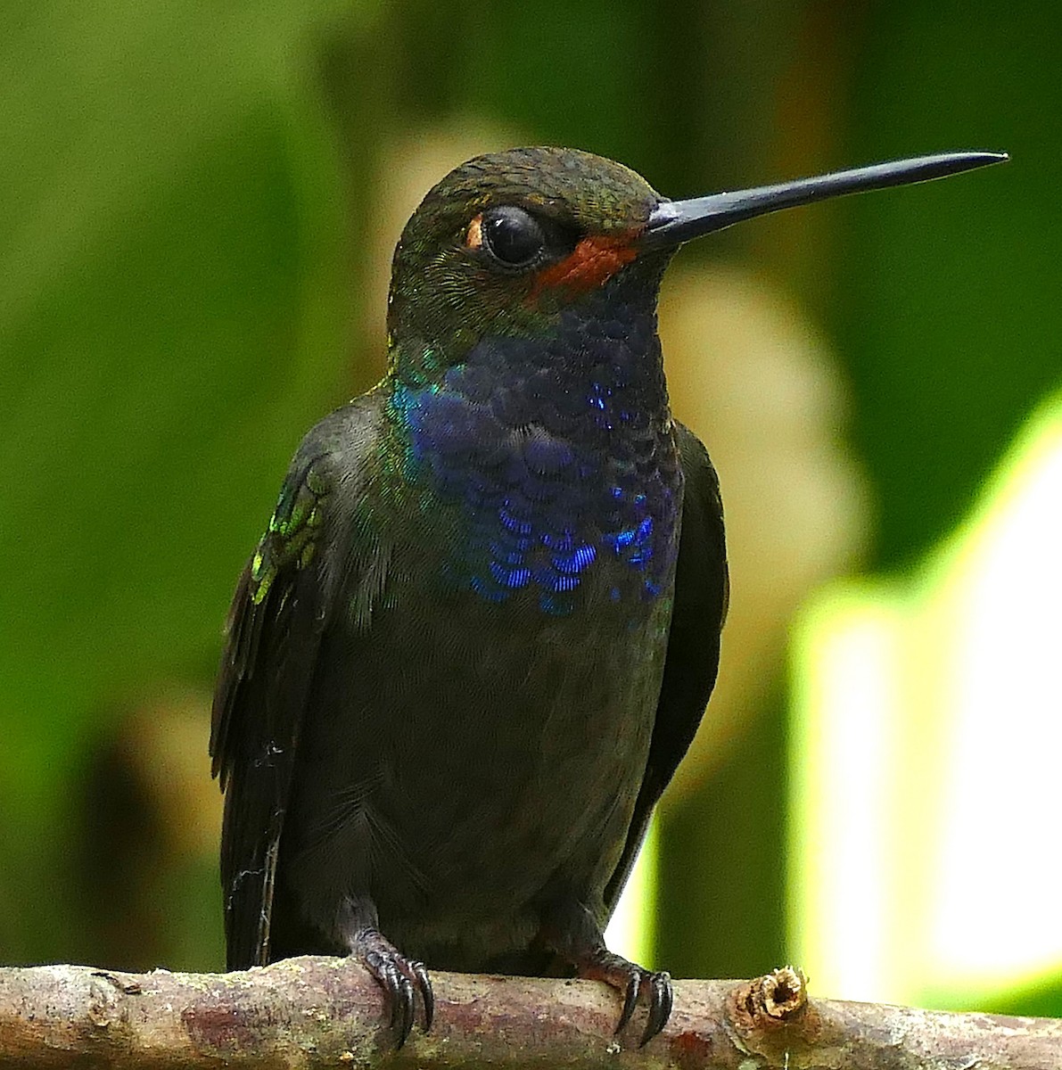 Rufous-gaped Hillstar - ML642972149