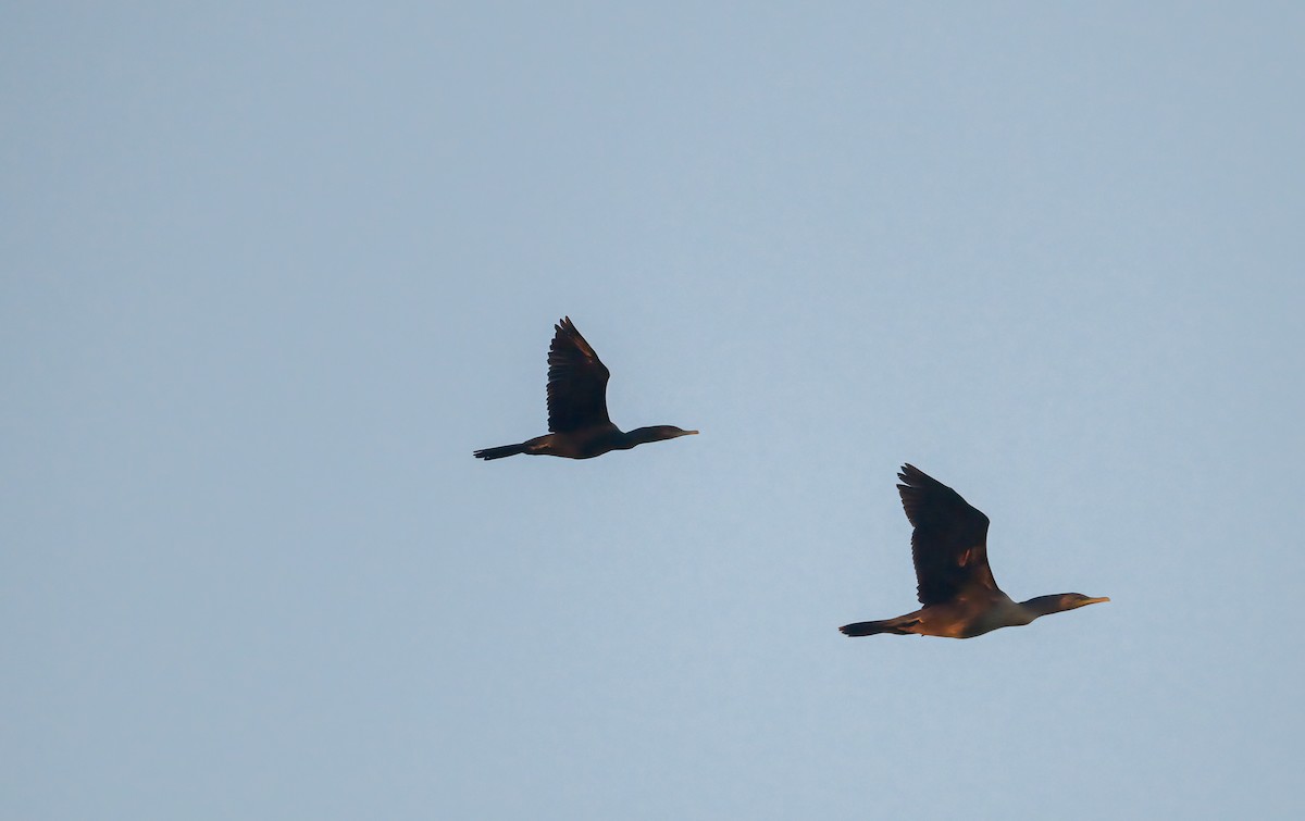 ナンベイヒメウ - ML642972156